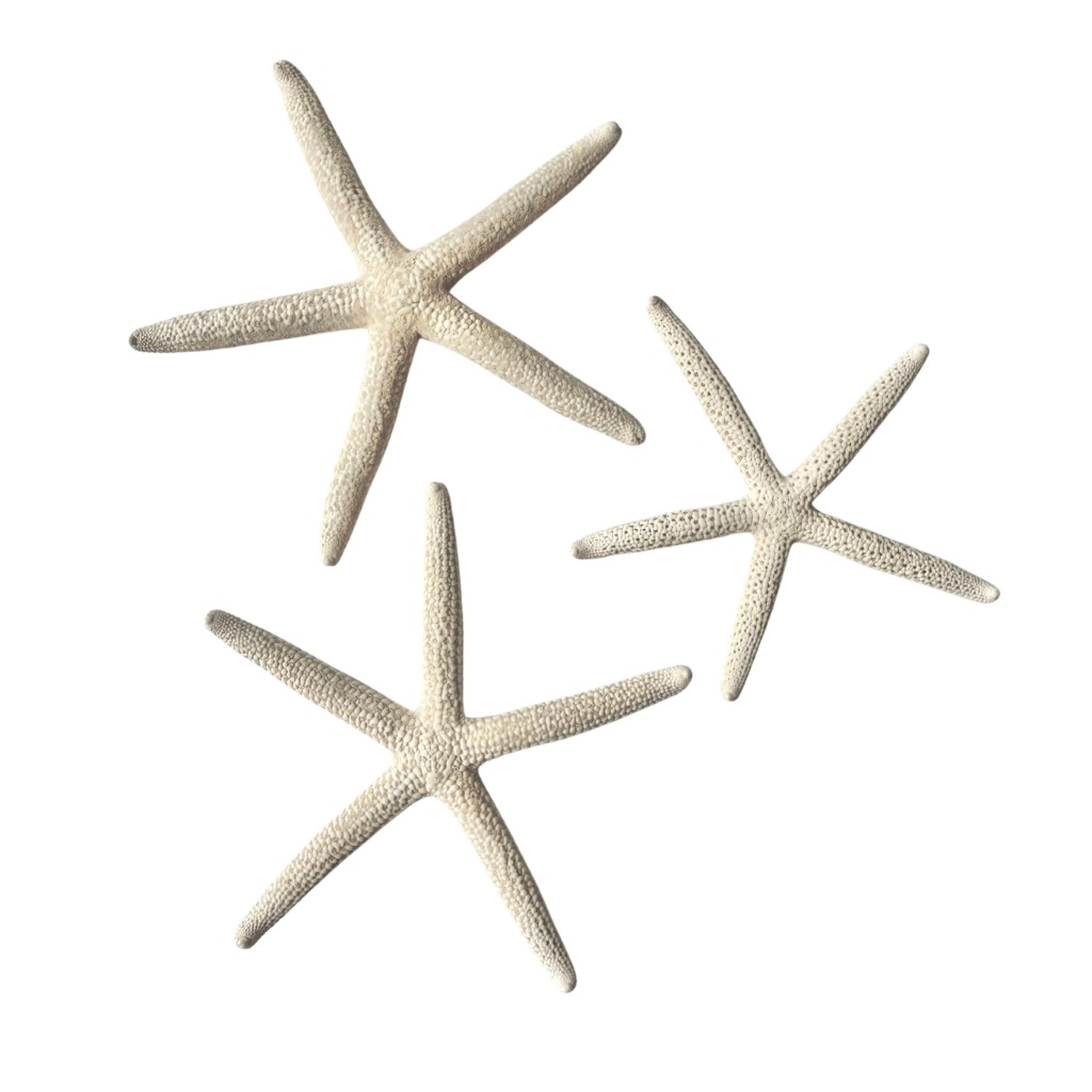 Estrellas de mar naturales